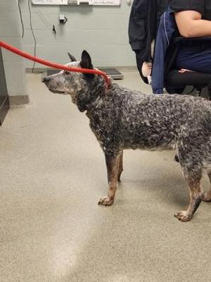 A dog with a speckled coat standing on a leash in a room.