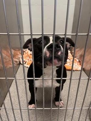 Jaz, Mixed Breed, adult, available for adoption