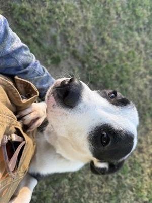 Genesis, Mixed Breed, adult, available for adoption