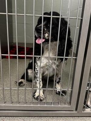 Anastasia, Spaniel / Mixed Breed, adult, available for adoption