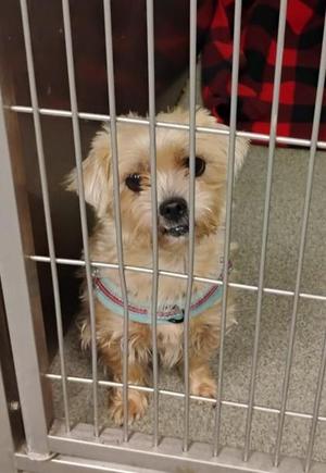 Day-Z, Mixed Breed, adult, available for adoption
