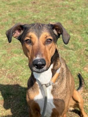 A brown and black dog with a white chest sitting on grass, looking at the camera.