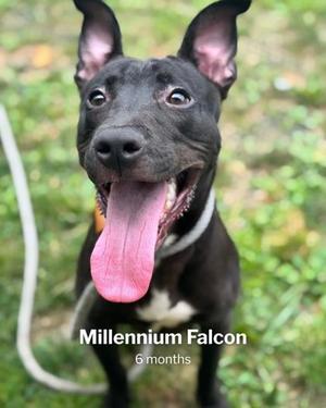 Millennium Falcon, Mixed Breed, adult, available for adoption