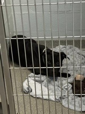 Chewy, Mixed Breed, adult, available for adoption