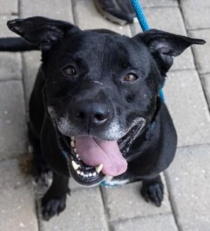 Asuma, Mixed Breed, adult, available for adoption