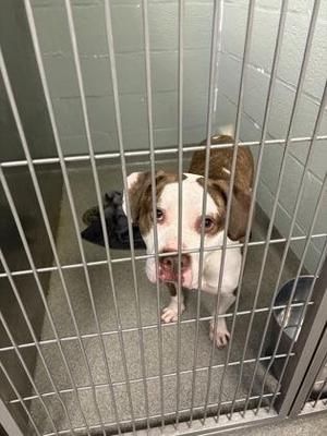 A brown and white dog with floppy ears is standing behind a metal cage, looking directly at the camera. The dog has a pink nose and is in a shelter environment with a gray floor and a wall in the background.