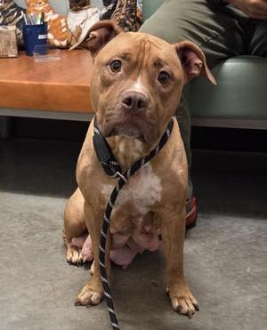 Mazie, Mixed Breed, adult, available for adoption