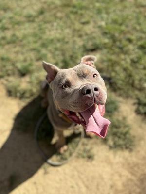 A gray dog with its tongue out, looking up at the camera.