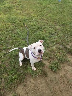 A white and brown dog with a purple collar standing on a grassy field.