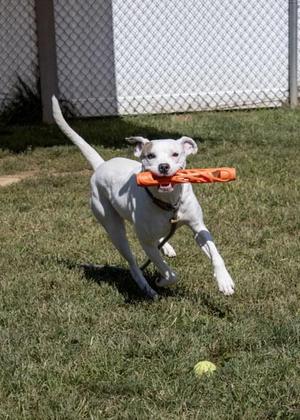 Mei, Mixed Breed, adult, available for adoption