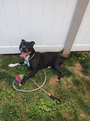Kylo, Mixed Breed, adult, available for adoption