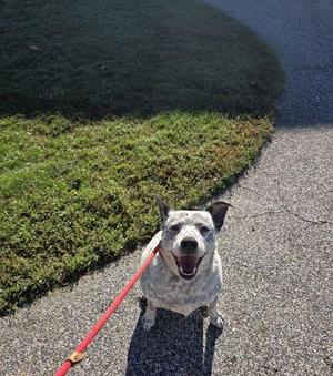 Heeler 2 (Ozzy), Australian Cattle Dog / Blue Heeler / Mixed Breed, adult, available for adoption