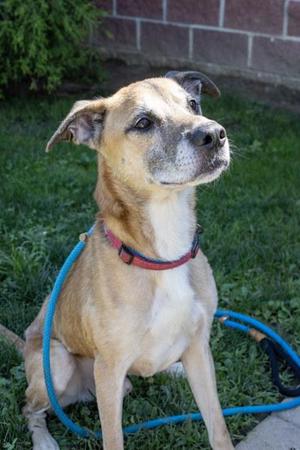 Pac, Mixed Breed, adult, available for adoption