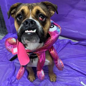 Cherry, Bulldog, adult, available for adoption