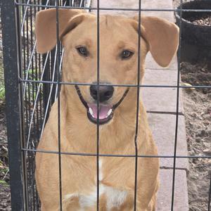 Bruno, Retriever, Labrador, young, available for adoption