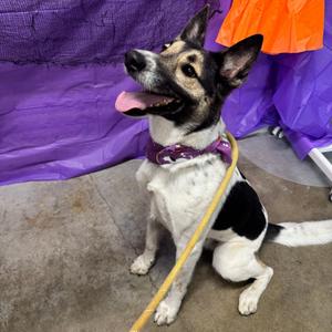 Loki, Mixed Breed (Medium), young, available for adoption
