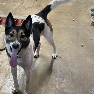 a black and white dog with a pink tongue sticking out