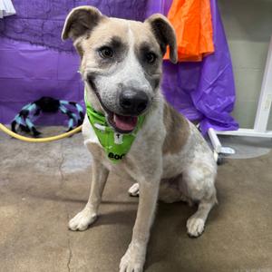 Maximillion, Cattle Dog, Australian (Red Heeler), adult, available for adoption