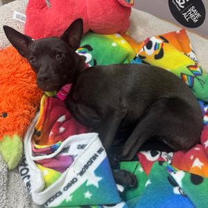 Pepper, Terrier, Manchester, young, available for adoption