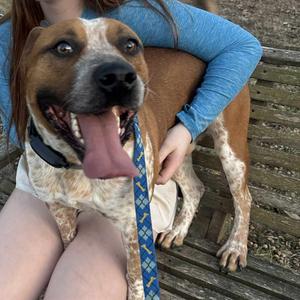 Rocky Big Head, Terrier, American Pit Bull, young, available for adoption