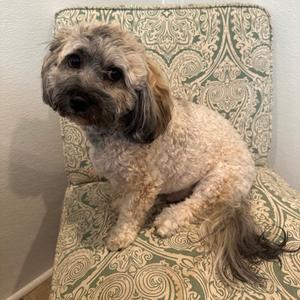 A small, fluffy dog with curly, light-colored fur and long, floppy ears is sitting on a patterned chair. The dog has a dark nose and dark eyes, and its fur appears to be a mix of light brown and white. The background is a plain wall.
