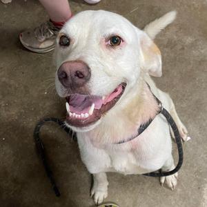 Norman, Mixed Breed (Large), young, available for adoption