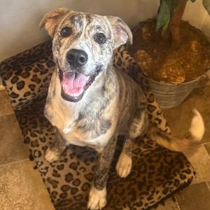 Levi, Terrier, young, available for adoption