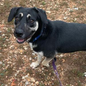 Winston, Shepherd, adult, available for adoption