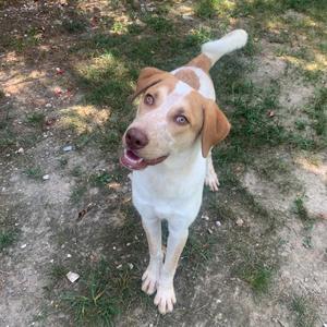 Hamster, Cattle Dog, Australian (Red Heeler), young, available for adoption