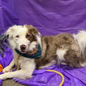 Ollie, Shepherd, Australian, adult, available for adoption