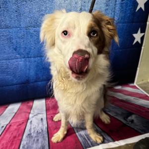 Ollie, Shepherd, Australian, adult, available for adoption