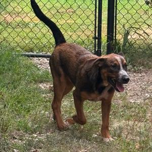 Duke, Cattle Dog, available for adoption
