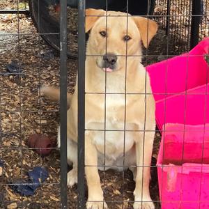 Buster, Retriever, Labrador, young, available for adoption