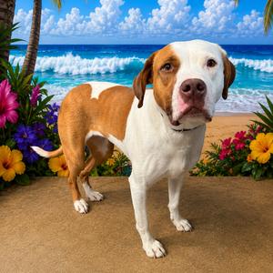 Luna, Terrier, Pit Bull, adult, available for adoption