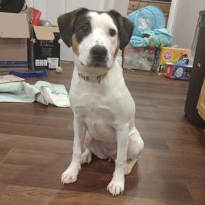 A white dog with black and brown markings sitting on a wooden floor.