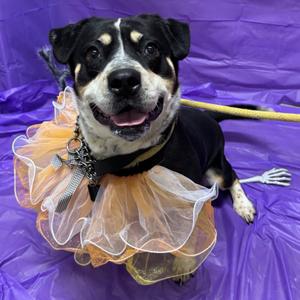 Lyric, Terrier, American Pit Bull, adult, available for adoption