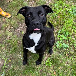Sealy, Terrier, American Pit Bull, adult, available for adoption