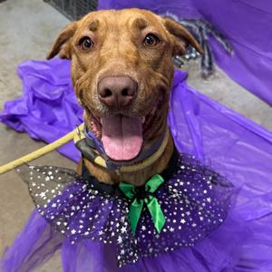 Tasia, Retriever, Labrador, young, available for adoption