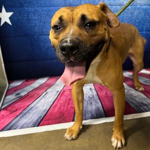 Lance Barkstrong, Black Mouth Cur, adult, available for adoption