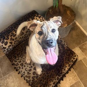 Wrangler, Terrier, young, available for adoption