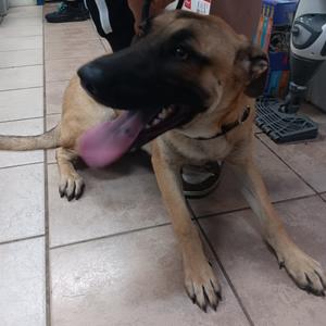The Brain, Malinois, Belgian, young, available for adoption