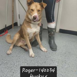 A brown and white dog sitting on a gray floor, wearing a collar and leash, with a person standing behind it wearing black boots.