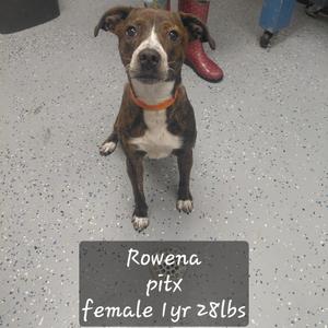 A brown and white pit bull dog named Rowena, a female, 1 year old, 28 lbs, sitting on a gray floor with a person wearing red boots in the background.