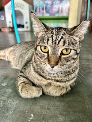 Dumpling, young, available for adoption