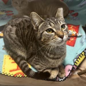 Dumpling, young, available for adoption