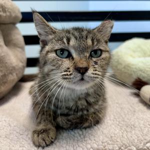 Appletini - CHOW HOUND, young, available for adoption