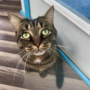 Merle, adult, available for adoption