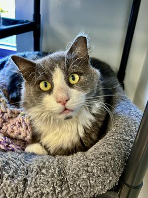 Bruno, young, available for adoption