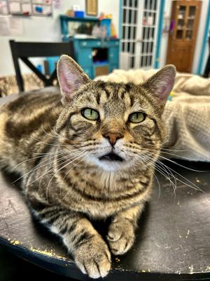 Hickory, adult, available for adoption