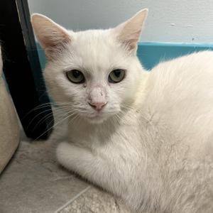 Kimba, young, available for adoption